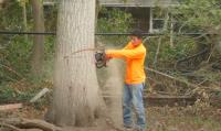 Tops Tree Service Fairfield Inc. image 6